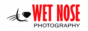 wetNoseVectorArtboard 2@4x